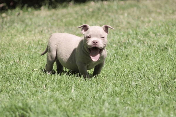 American Bully Lilac (1)
