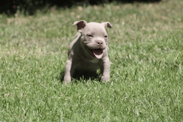 American Bully Lilac (2)