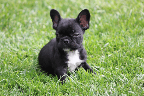 Bulldog Frances Black (1)