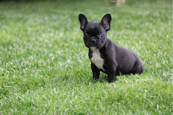 Bulldog Frances Black (2)