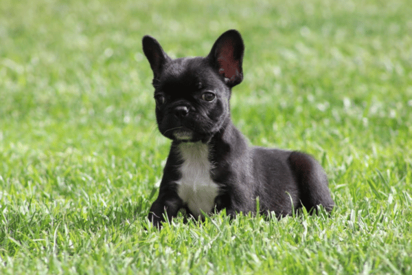Bulldog Frances Black