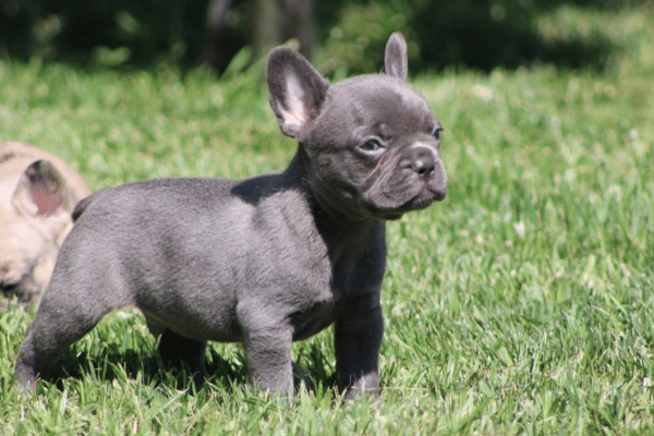Bulldog Frances Blue (1)