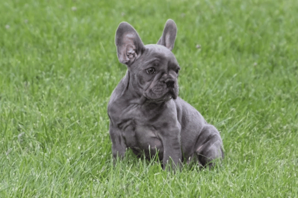 Bulldog Frances Blue (2)