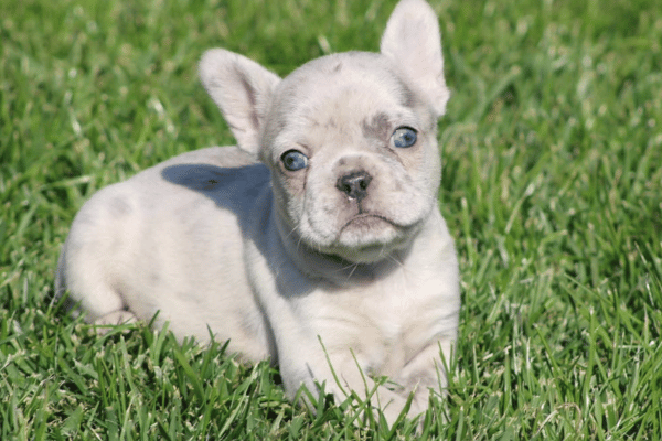 Bulldog Frances Blue Merle (1)