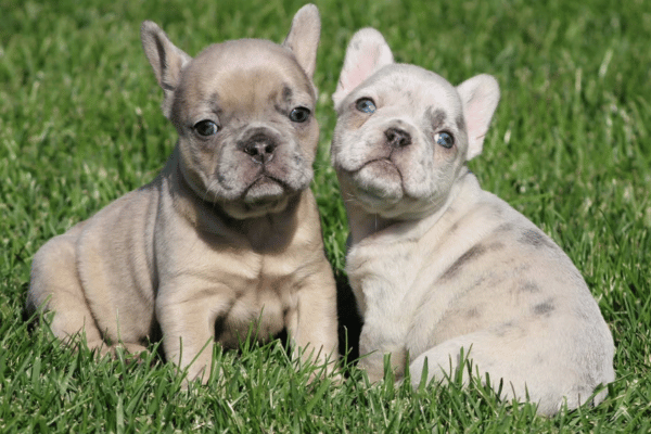 Bulldog Frances Blue Merle
