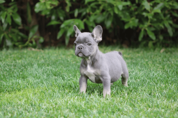 Bulldog Frances Blue and Tan (1)