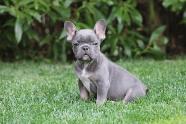 Bulldog Frances Blue and Tan