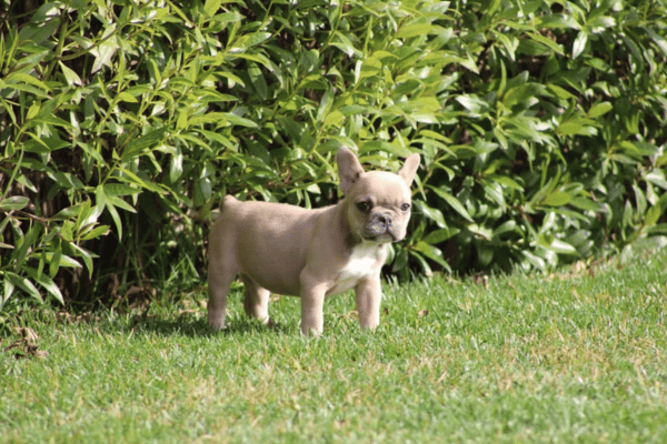 Bulldog Frances Fawn (2)
