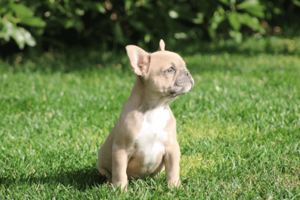Bulldog Frances Fawn