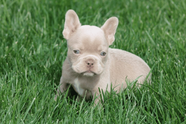 Bulldog Frances Isabella (1)