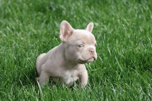 Bulldog Frances Isabella