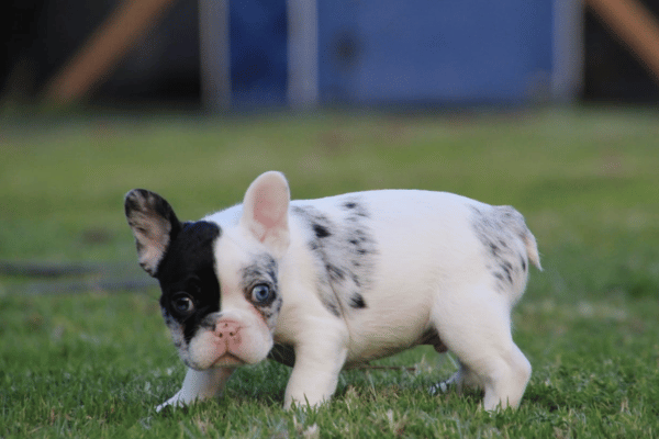 Bulldog Frances Vaquita (1)