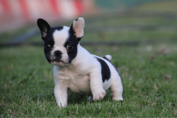 Bulldog Frances Vaquita (3)