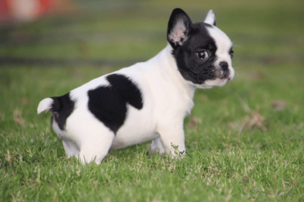 Bulldog Frances Vaquita (4)