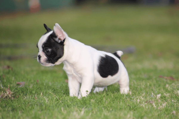 Bulldog Frances Vaquita (5)