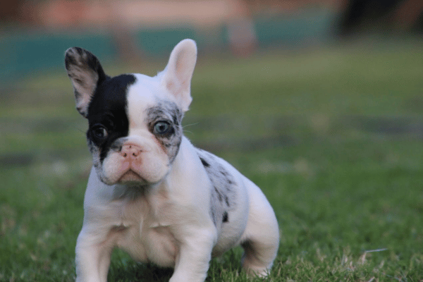 Bulldog Frances Vaquita