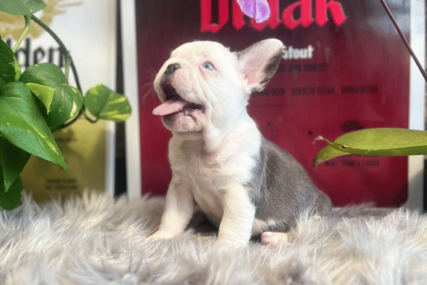 Bulldog frances blue 02