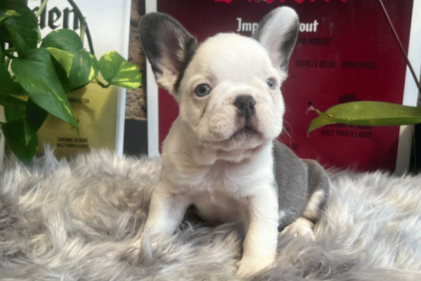 Bulldog frances blue 03