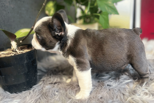 Bulldog frances blue 05