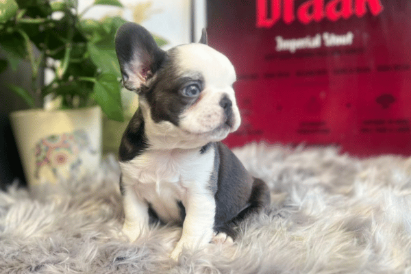 Bulldog frances blue 06