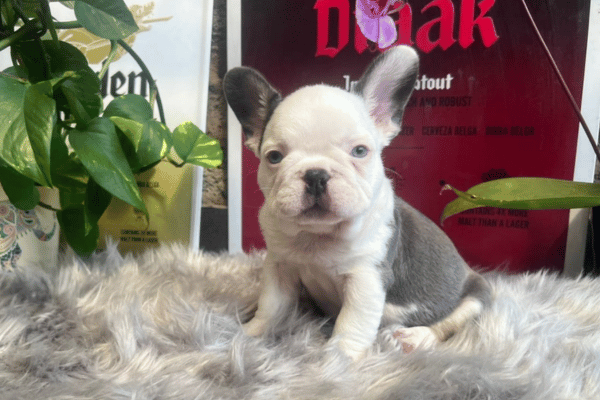 Bulldog frances blue