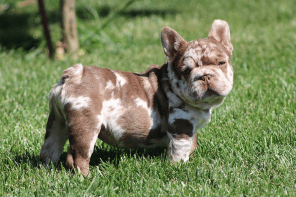 Choco Isabella Merle Big Rope (1)