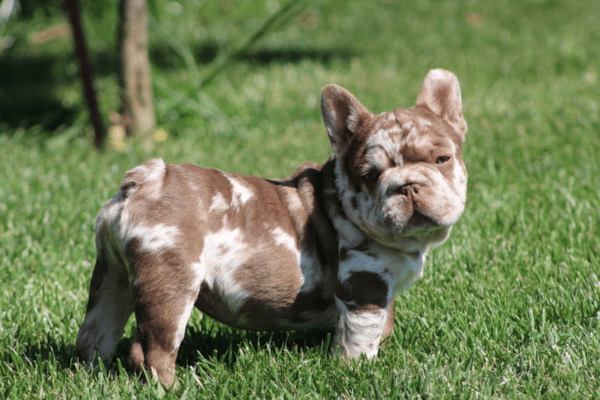 Choco Isabella Merle Big Rope (2)