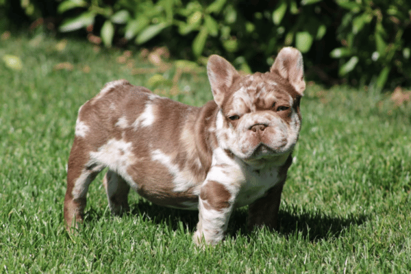 Choco Isabella Merle Big Rope